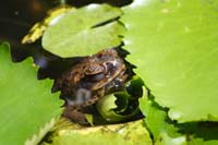 frog1