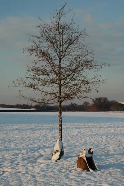 snow-tree