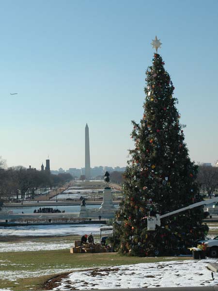 washington-tree